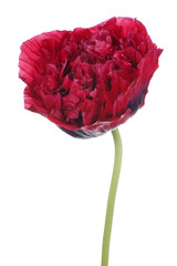 Fototapeta premium poppy