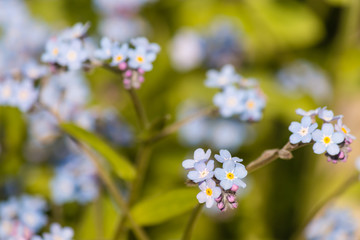 closeup of forget-me-not flowers