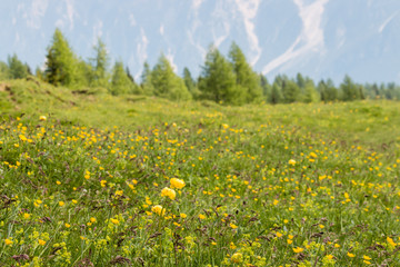 closeup of meadow with wildflowers