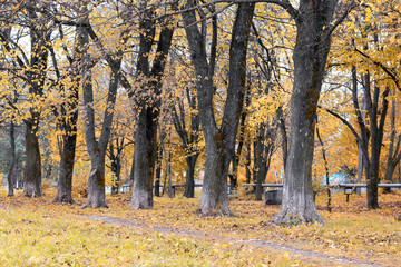 Fototapeta premium Park landscape lonely tree
