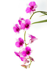 Fototapeta na wymiar Branch blooming purple orchid isolated on white background