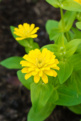 zinnia elegans flowers.