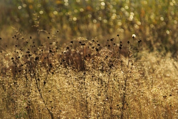 Autumn. Morning dew.