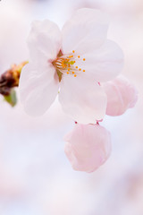 満開の桜