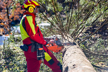 Lumberjack logger worker in protective gear cutting firewood timber tree in forest with chainsaw
