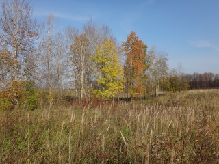 Fototapeta premium Осеннее поле с желтой травой в солнечный день