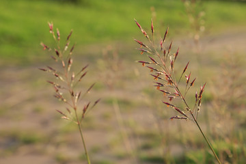 beautiful flowering grass at dawn
