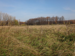 Fototapeta premium Осеннее поле с желтой травой в солнечный день