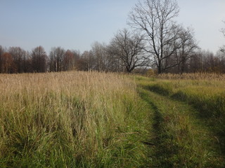 Obraz premium Осеннее поле с желтой травой в солнечный день