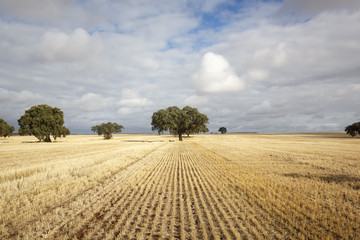 Paisaje del campo de Extremadura. Paisaje del sur de España. Tierras de la dehesa. Campo de...