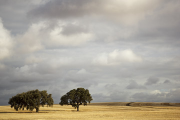 Paisaje del campo de Extremadura. Paisaje del sur de España. Tierras de la dehesa. Campo de encinas y siembra de España