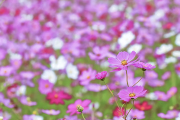 ピンク色と赤色のコスモスの花