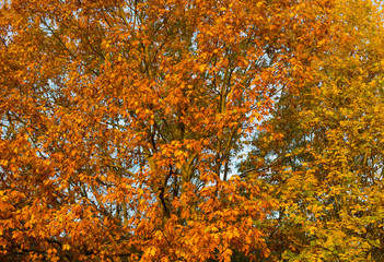 branches with colorful leaves in the morning sun, autumn background
