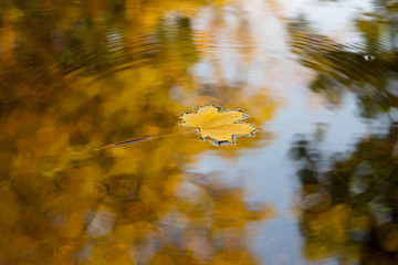 colorful autumn maple leaf floating on the water in autumn landscape
