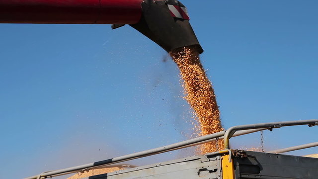 Corn Harvest With A Combine Harvester
