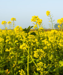 Flowering rapeseed against a blue sky