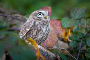 Little Owl