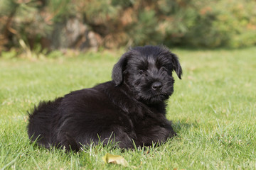 The puppy of Giant black schnauzer on the lawn