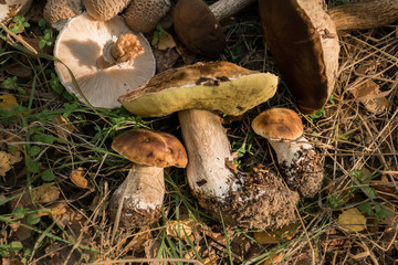 wycięte grzyby © D'automne Dragon