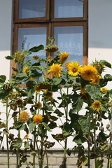 Fototapeta na wymiar decorative sunflower, used as decoration on street
