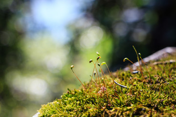 Musical note like little grass