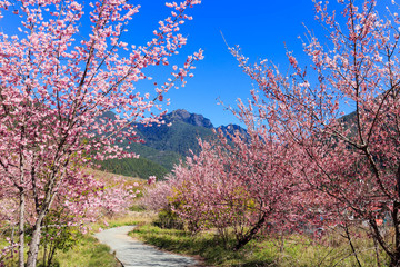 Obraz na płótnie Canvas Pink Sakura flowers (cherry) blossom in Taiwan