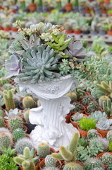 Miniature succulent plants decorated in white pot
