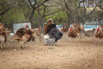 Pavo de corral. Pavo en la granja. Pavos para acción de gracias.
