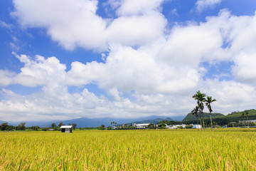 Golden paddy field in Taitung, Taiwan