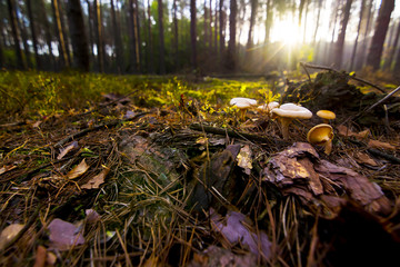Obraz premium Fungus in the forest
