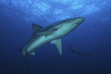 Fototapeta premium Haifisch in blauer Tiefe