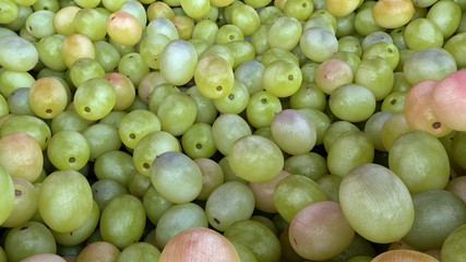 bunch of ripe and juicy green grapes