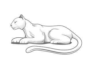 Panther engraving style emblem vector illustration