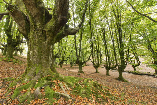 Old beech forest in Bizkaia, Basque country, Spain.