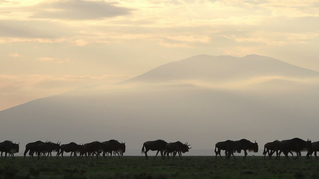 Herd of wildebeest walking in early morning light with Mount Kilimanjaro in the background.