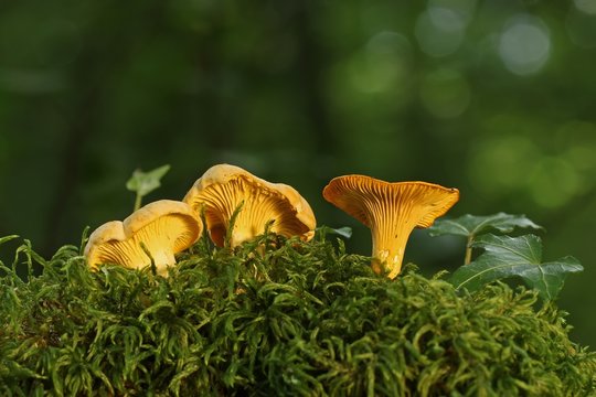 Les girolles