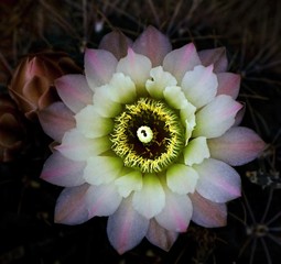 one beautiful flower of the cactus