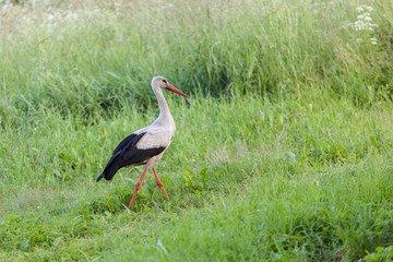 Stork walks