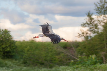 stork in flight