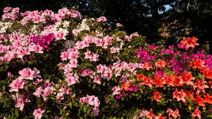 Rhododendron blossom in Taipei, Taiwan