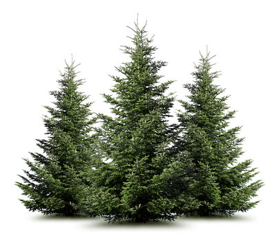 Weihnachtsb&auml;ume