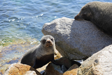 Fototapeta premium Seal Pup emerging from water