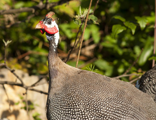 Helmeted Guineafowl