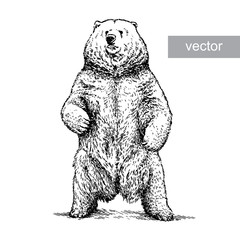 engrave bear illustration