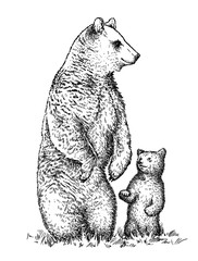 engrave bear illustration