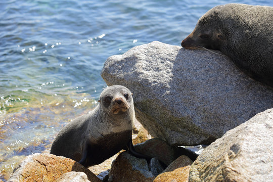 Seal Pup emerging from water