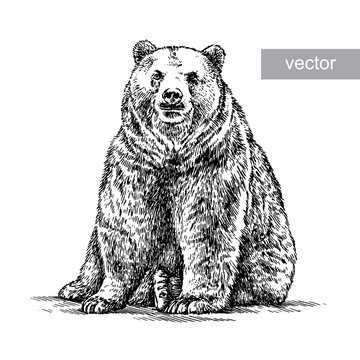 engrave bear illustration