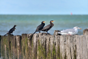 oiseaux de mer