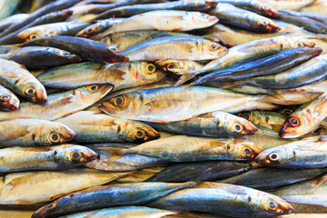 Obraz premium Many fishes 