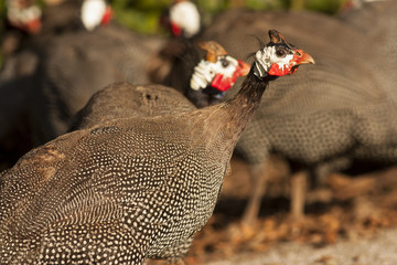 Helmeted Guineafowl